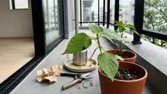 庭やベランダにテントウムシが現れたら？ アブラムシ対策のサインと増やし方